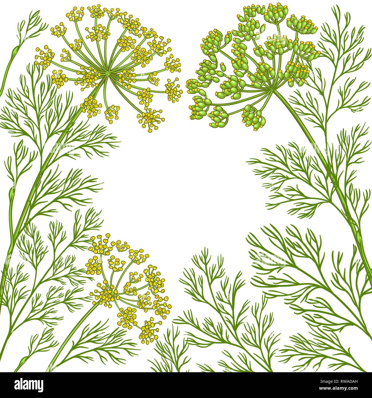 dill vector frame on white background Stock Vector Image & Art - Alamy