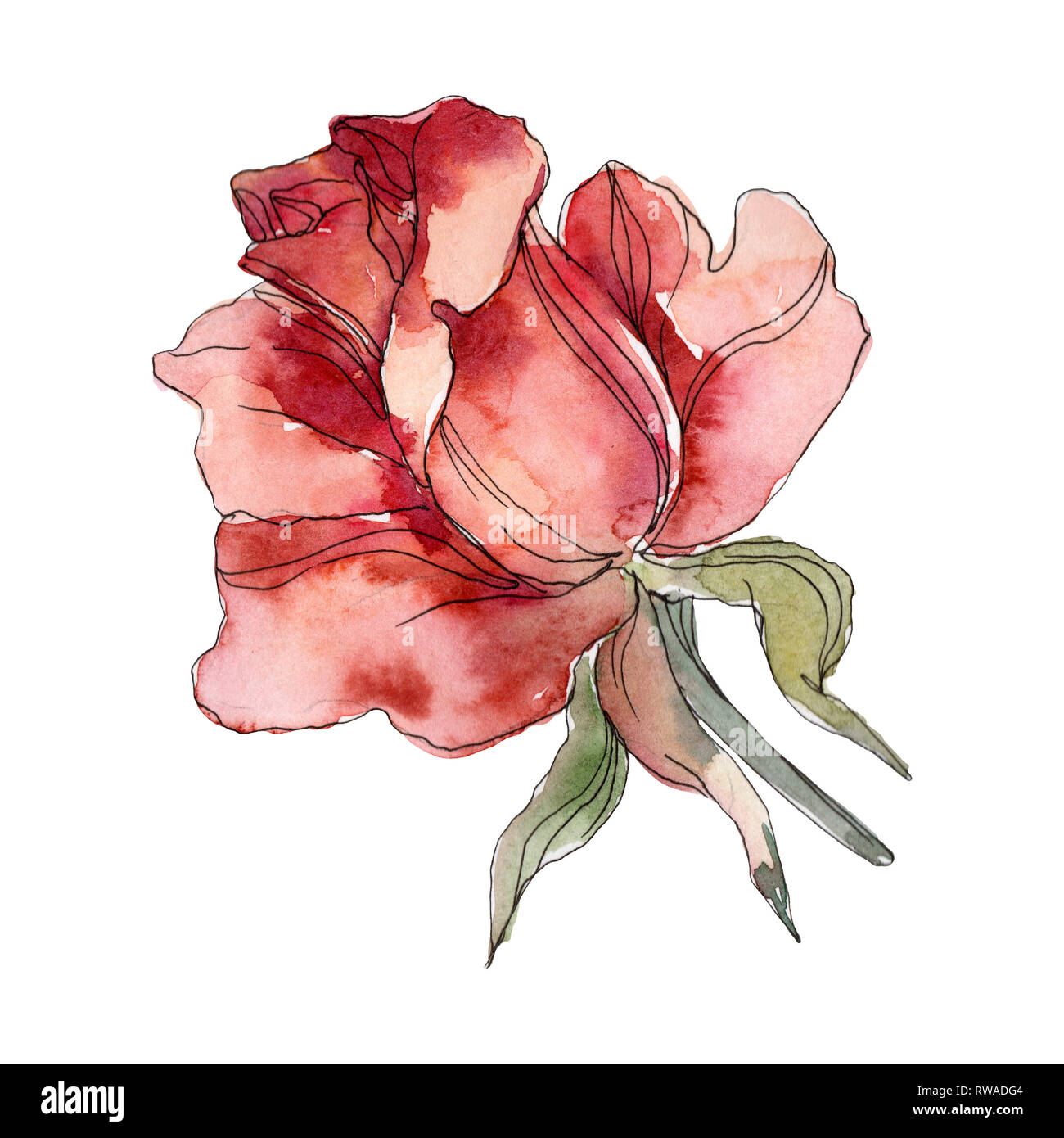 Red Rose floral botanical flower. Wild spring leaf wildflower isolated.  Watercolor background illustration set. Watercolour drawing fashion  aquarelle Stock Photo - Alamy