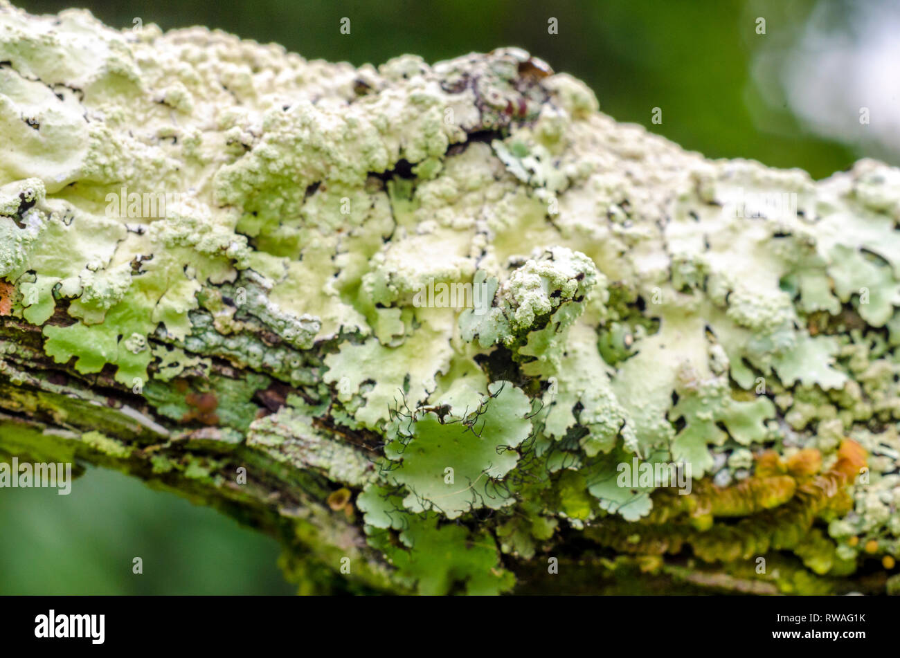 Hypogymnia physodes growing on an old tree branch. Lichen. Stock Photo