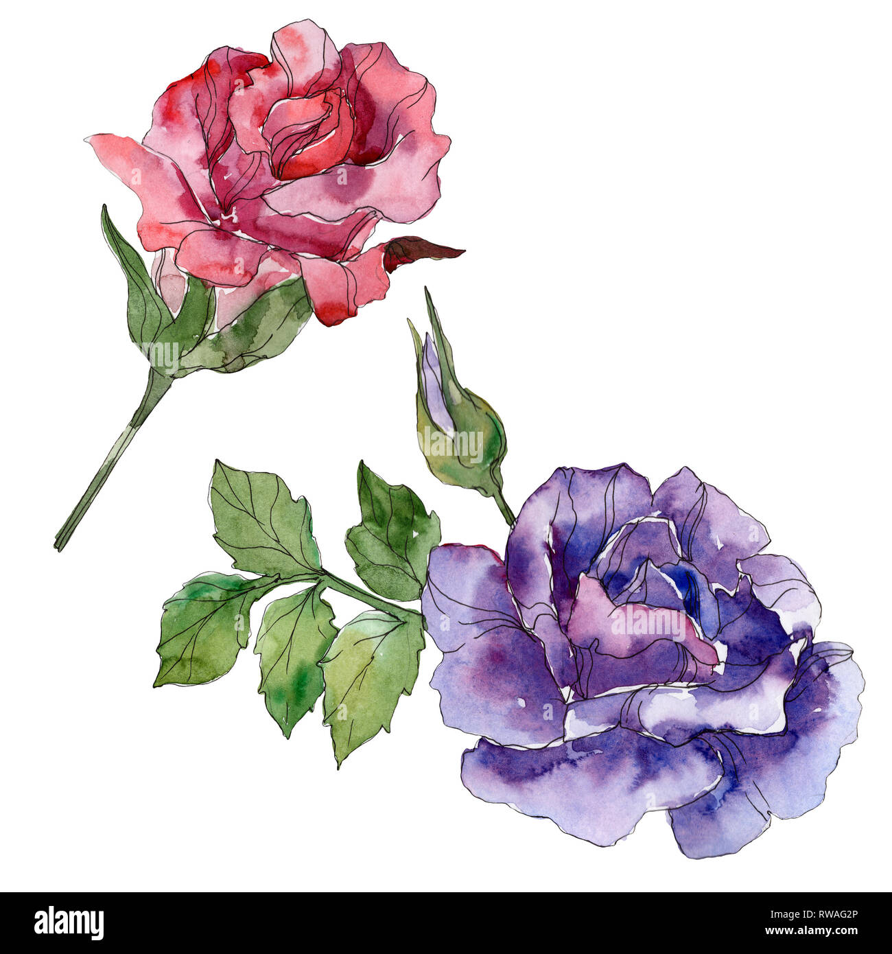 red-and-purple-rose-floral-botanical-flowers-wild-spring-leaf