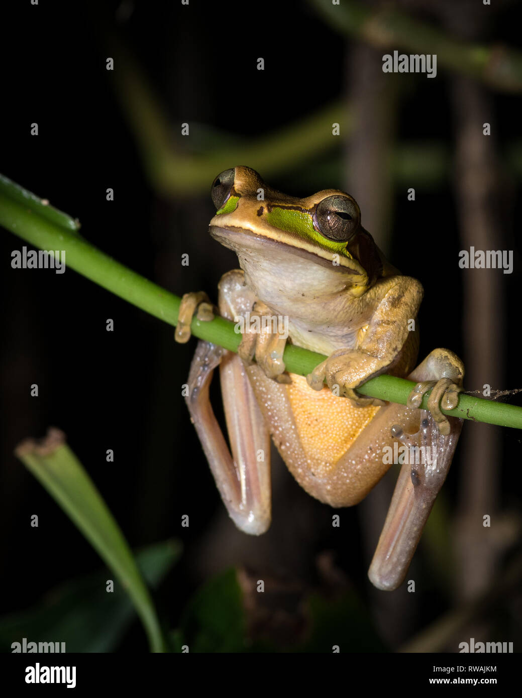 Masked Tree Frog Costa Rica Stock Photo - Alamy