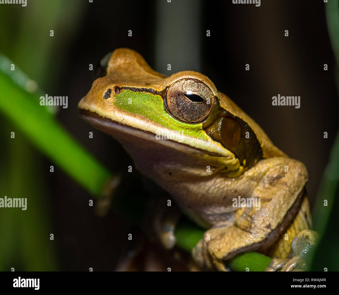 Masked Tree Frog Costa Rica Stock Photo Alamy