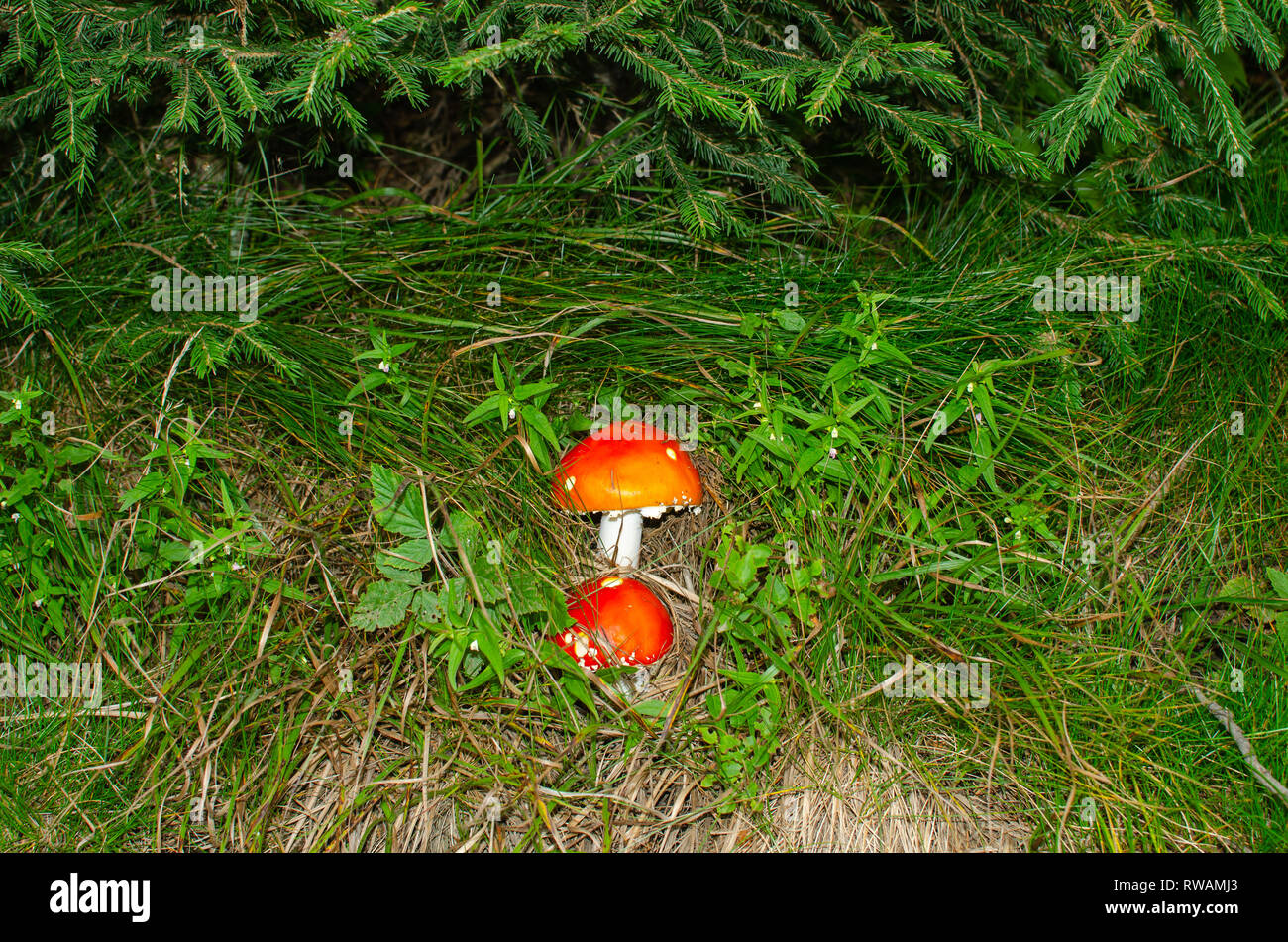 Two red mushrooms hidden in green grass Stock Photo