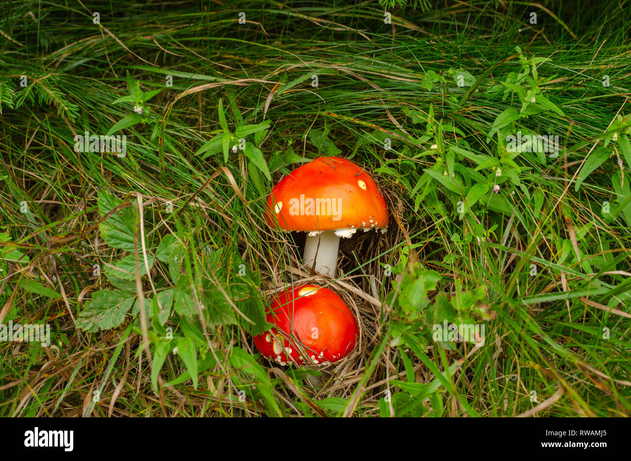 Two red mushrooms hidden in green grass Stock Photo