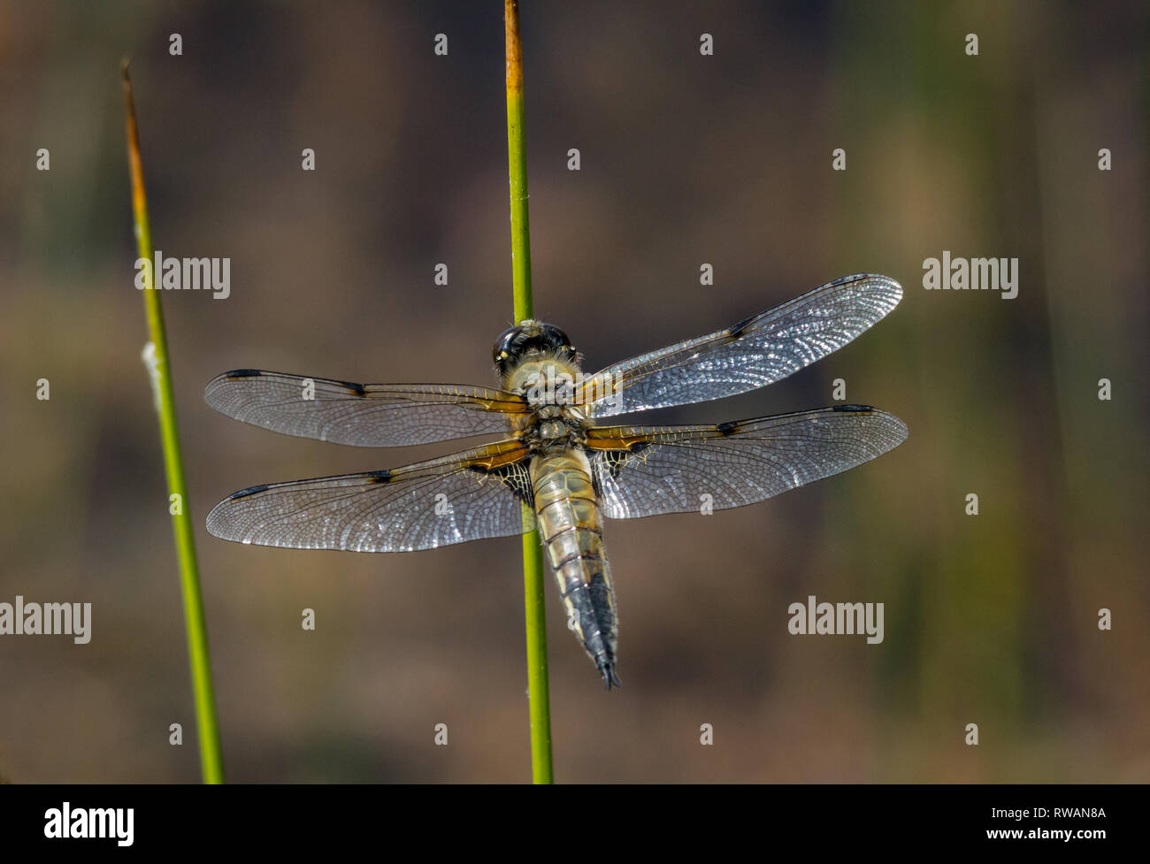Four spotted chaser dragonfly Stock Photo