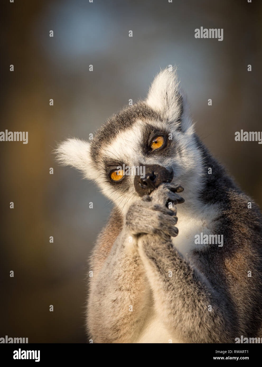 Portrait front view close up, ring-tailed lemur (Lemur catta) in captivity, isolated in winter sunshine biting his nails, West Midland Safari Park UK Stock Photo - Alamy Portrait front view close up, ring-tailed lemur (Lemur catta) in captivity, isolated in winter sunshine biting his nails, West Midland Safari Park UK Stock Photo - Alamy