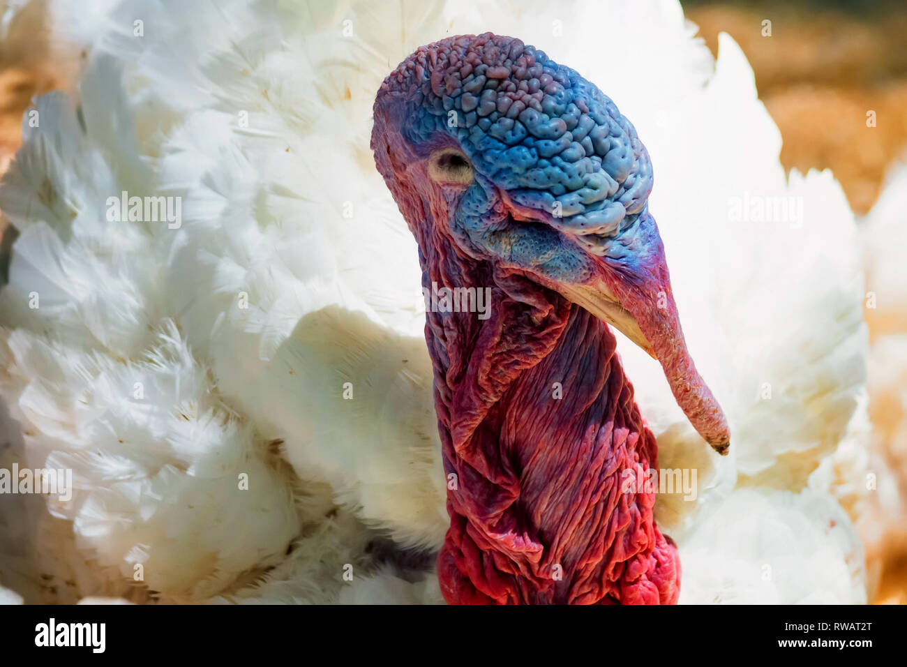 Close-up portrait of domestic turkey Stock Photo
