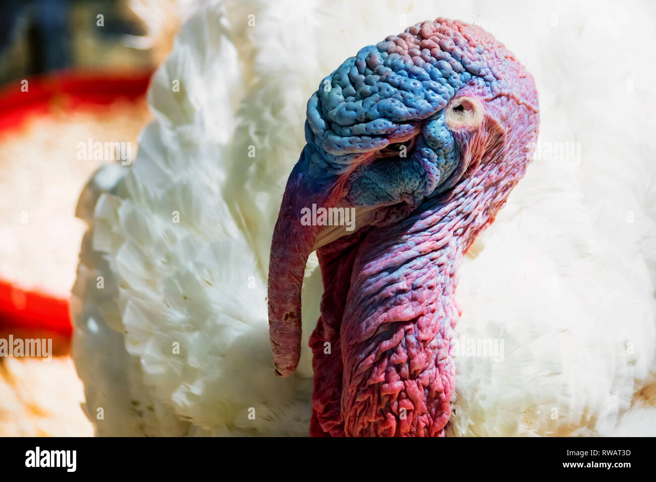 Close-up portrait of domestic turkey Stock Photo