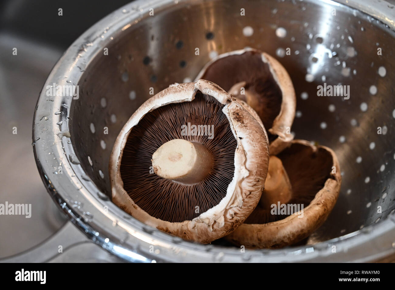 Large Portobello mushrooms in kitchen colander ready for cooking and are the same species as