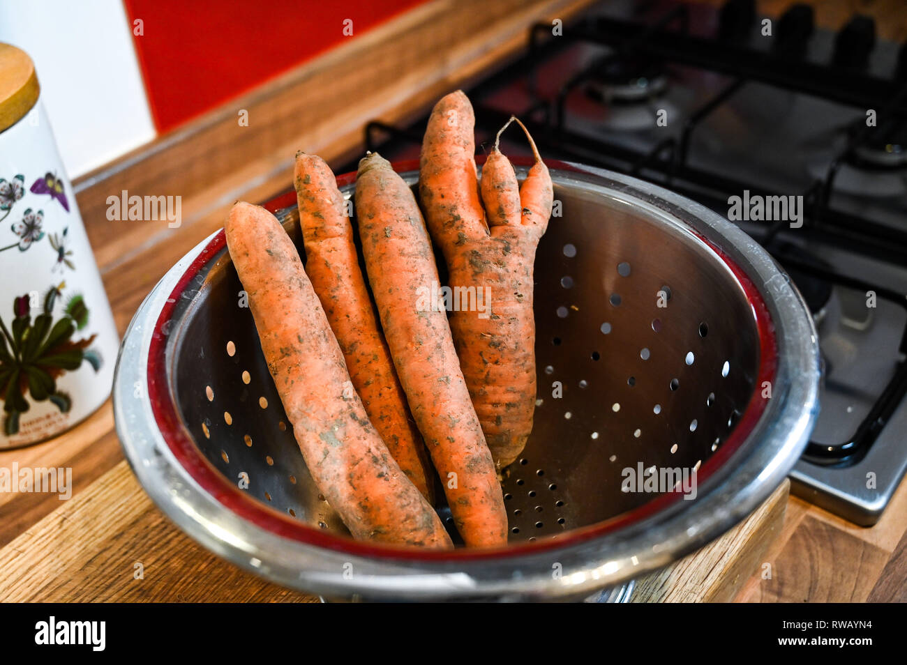 Freshly pulled carrots some in unusual shapes with earth and mud being washed in kitchen sink in a colander Stock Photo