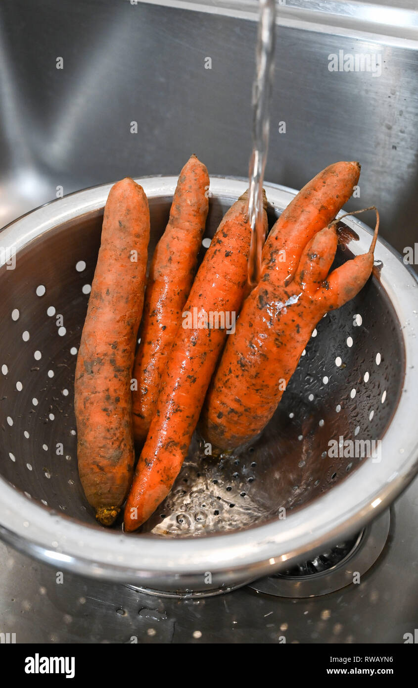 Freshly pulled carrots some in unusual shapes with earth and mud being washed in kitchen sink in a colander Stock Photo