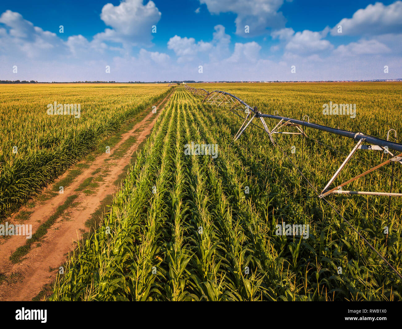 Drone photography, aerial view of water irrigation system in cultivated cornfield Stock Photo