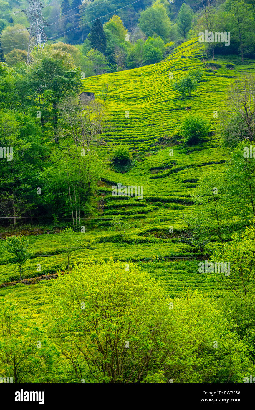 Turkey Tea Field Turkey tea plantation hi-res stock photography and images - Alamy