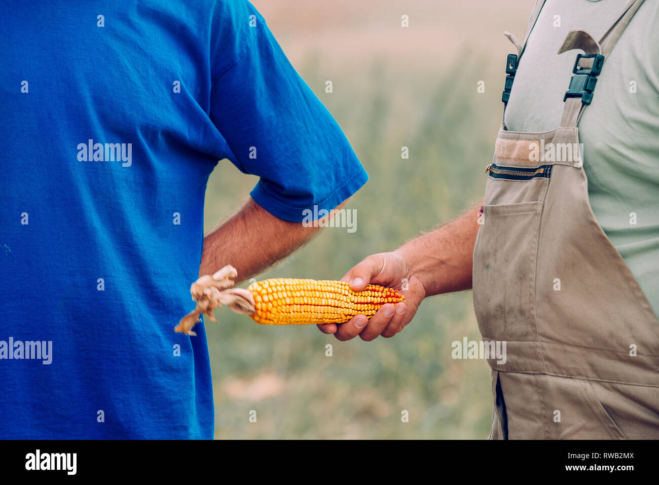 Two farmers checking corn on the cob quality during harvest of grain
