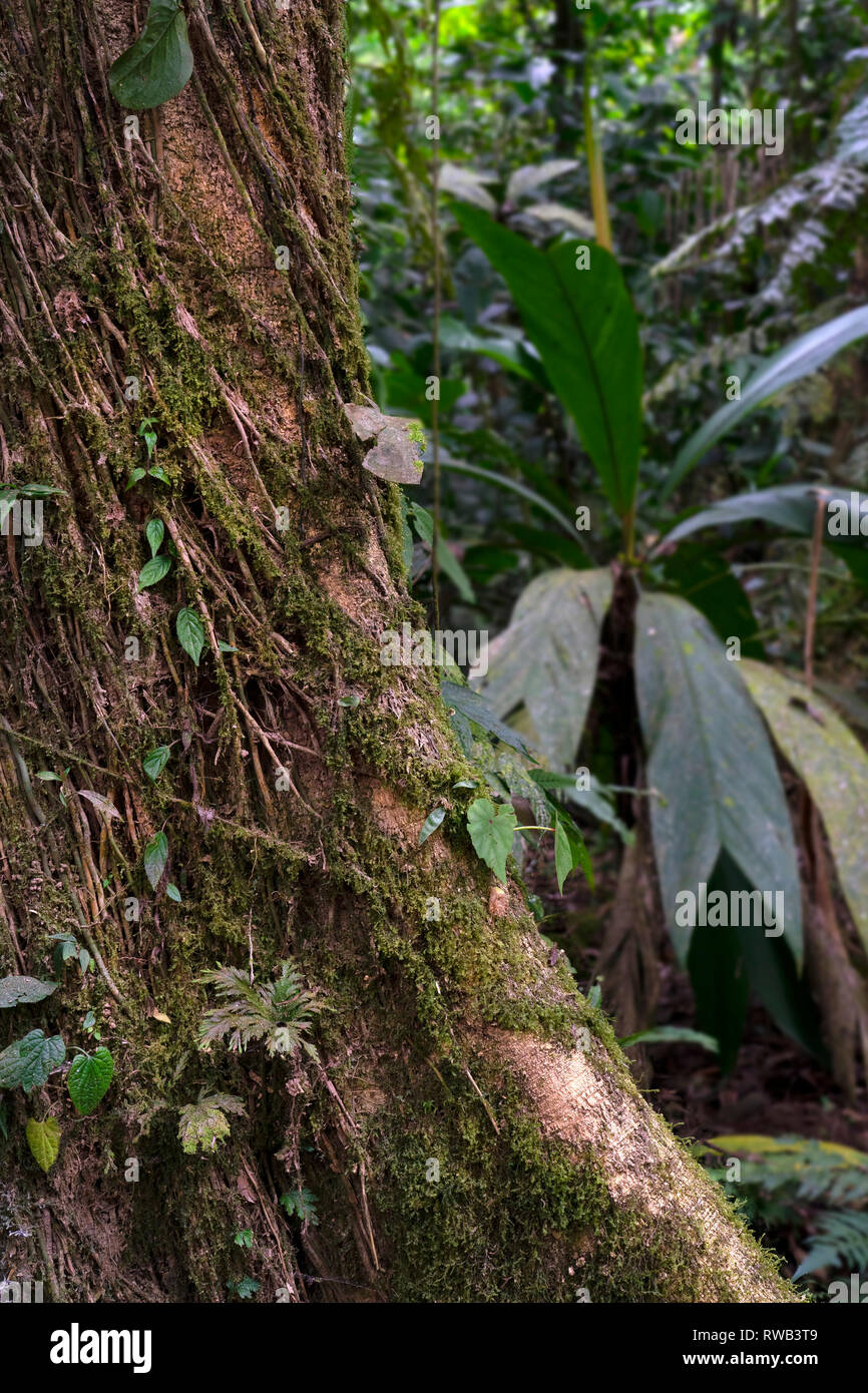 Tortuguero National Park,Costa Rica Stock Photo