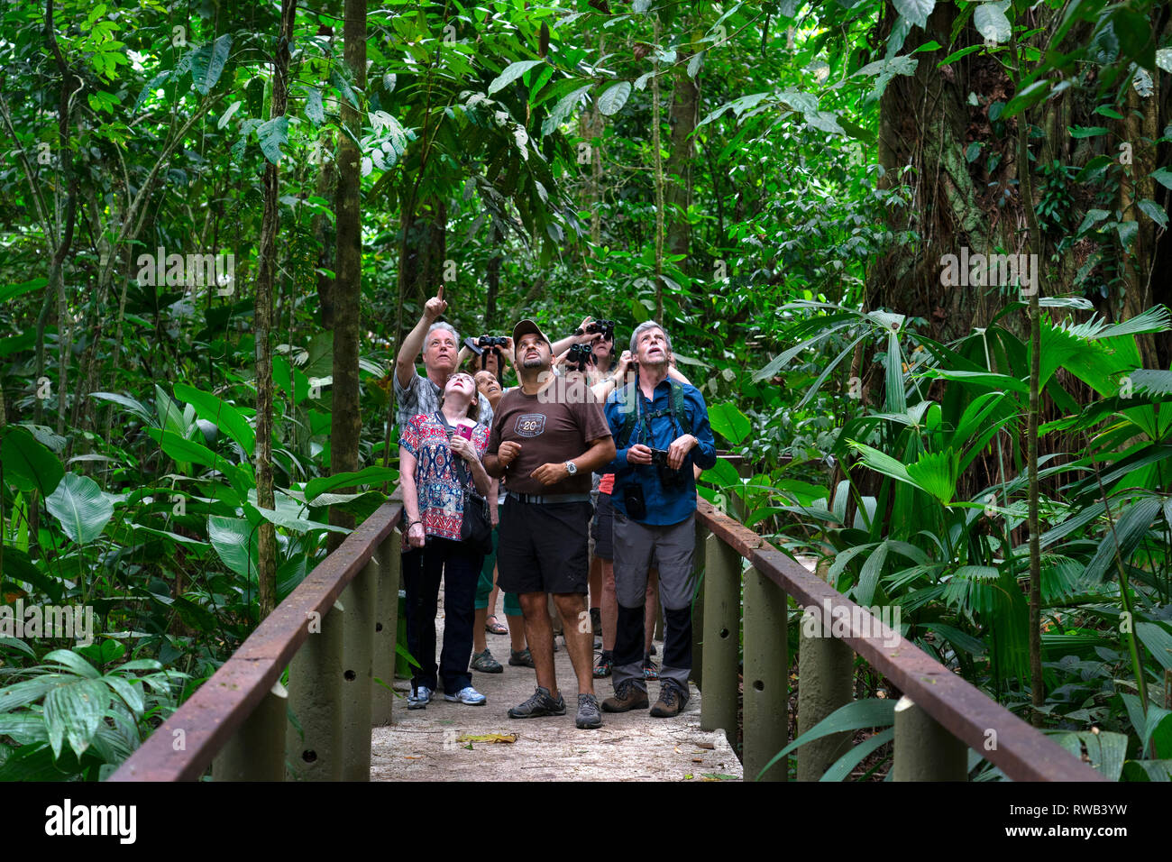 Tourists with Guide on trail in Tortuguero National Park,Costa Rica Stock Photo