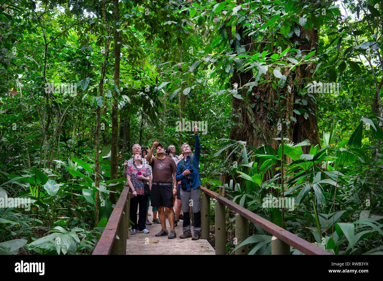Tourists with Guide on trail in Tortuguero National Park,Costa Rica Stock Photo