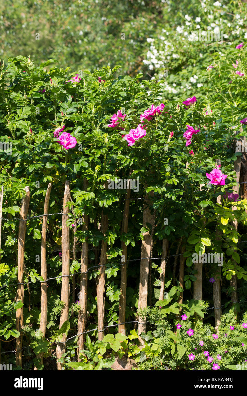 Rollzaun High Resolution Stock Photography and Images - Alamy