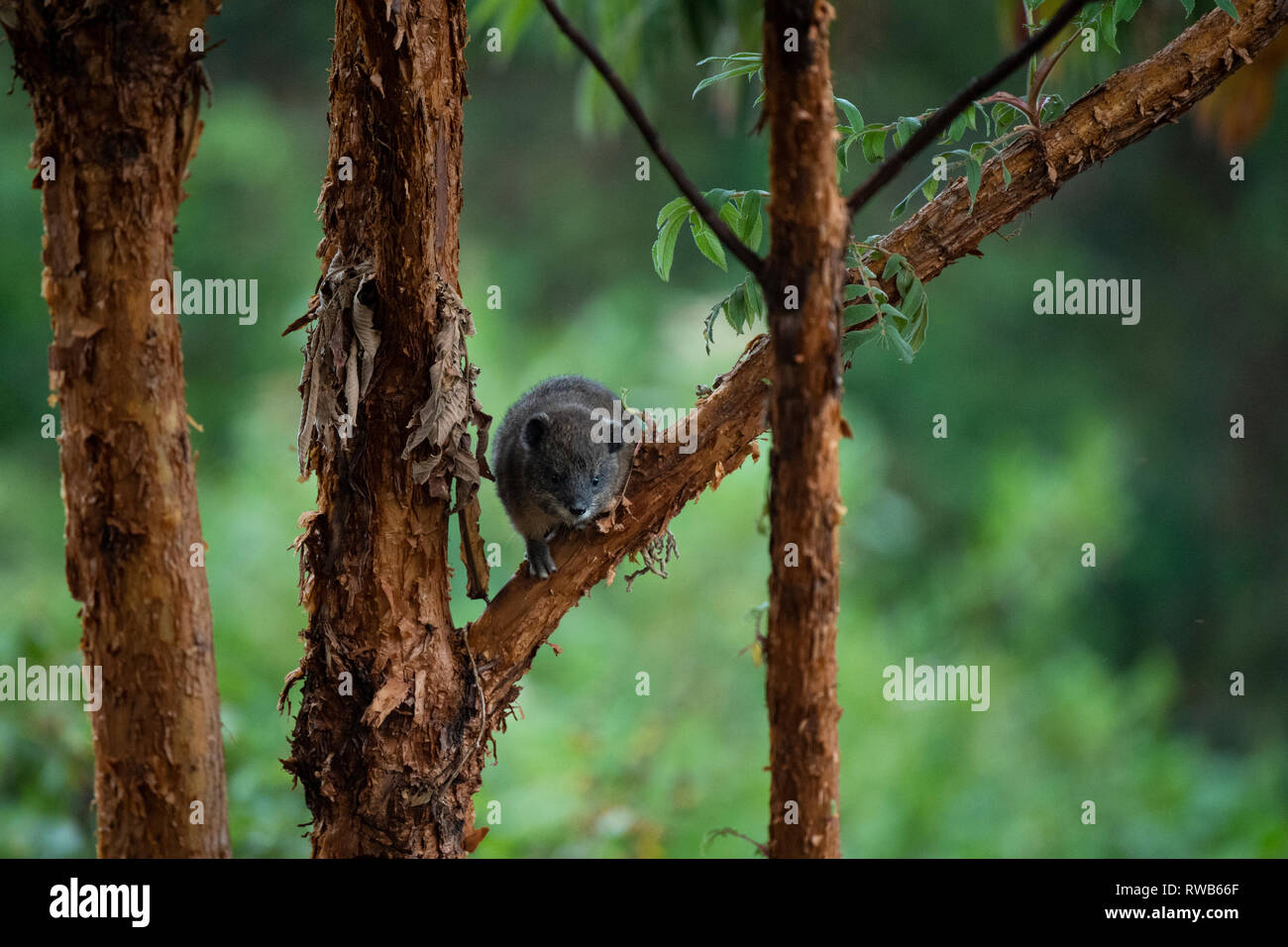 Southern tree hyrax, Dendrohyrax arboreus, Mgahinga Gorilla National Park, Uganda Stock Photo