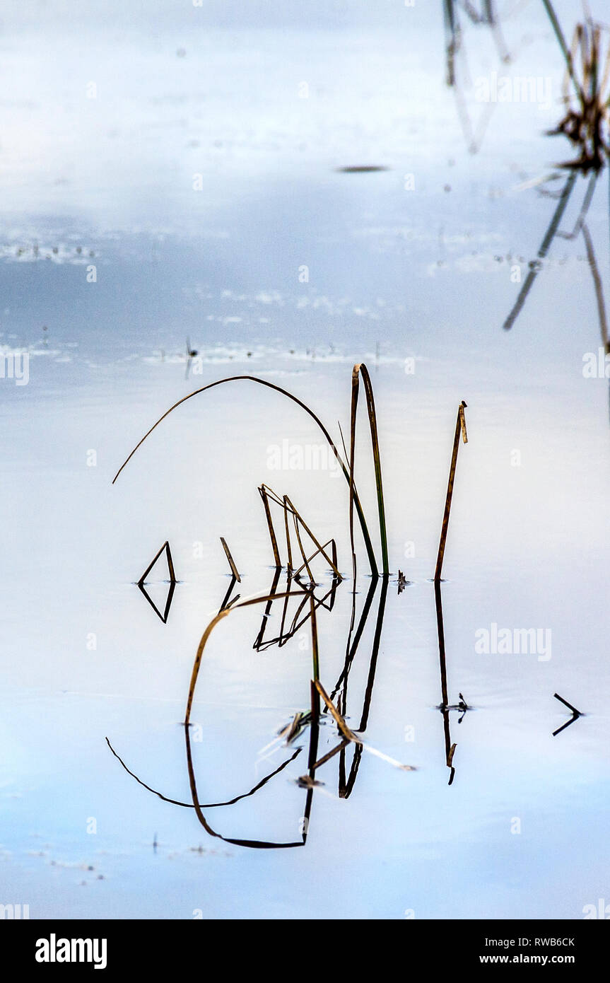 Reeds reflected in still pond make complex geometric patterns Stock Photo