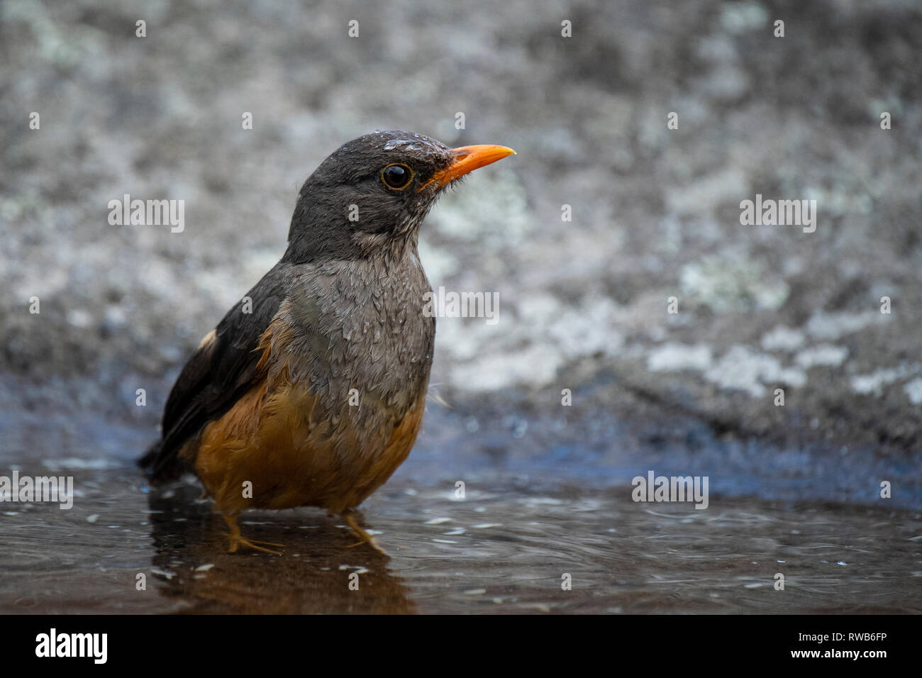 olive thrush, Turdus olivaceus, Mgahinga Gorilla National Park, Uganda Stock Photo