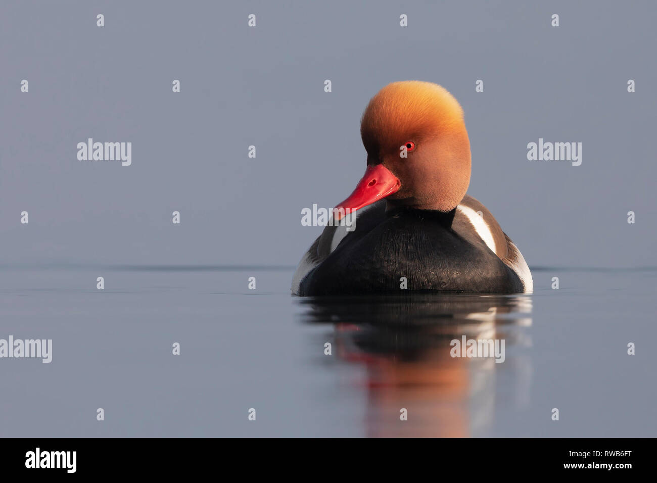 Red-crested pochard Stock Photo