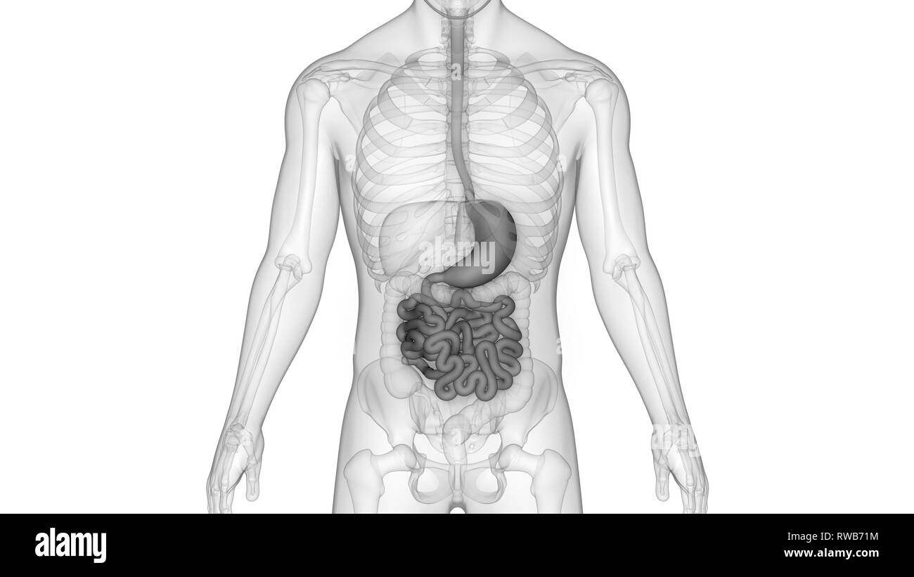 Human Digestive System Anatomy Stock Photo - Alamy