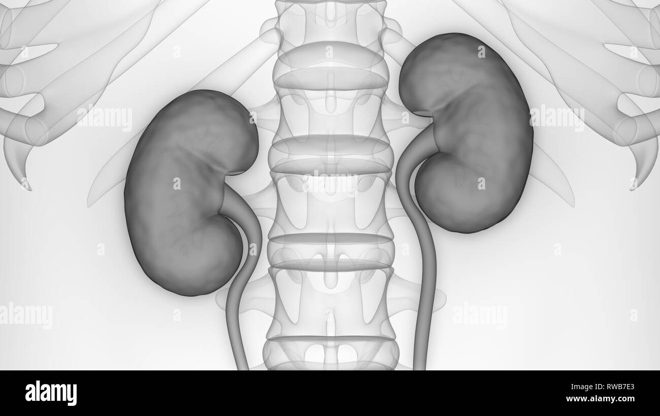 Human Urinary System Kidneys with Bladder Anatomy Stock Photo