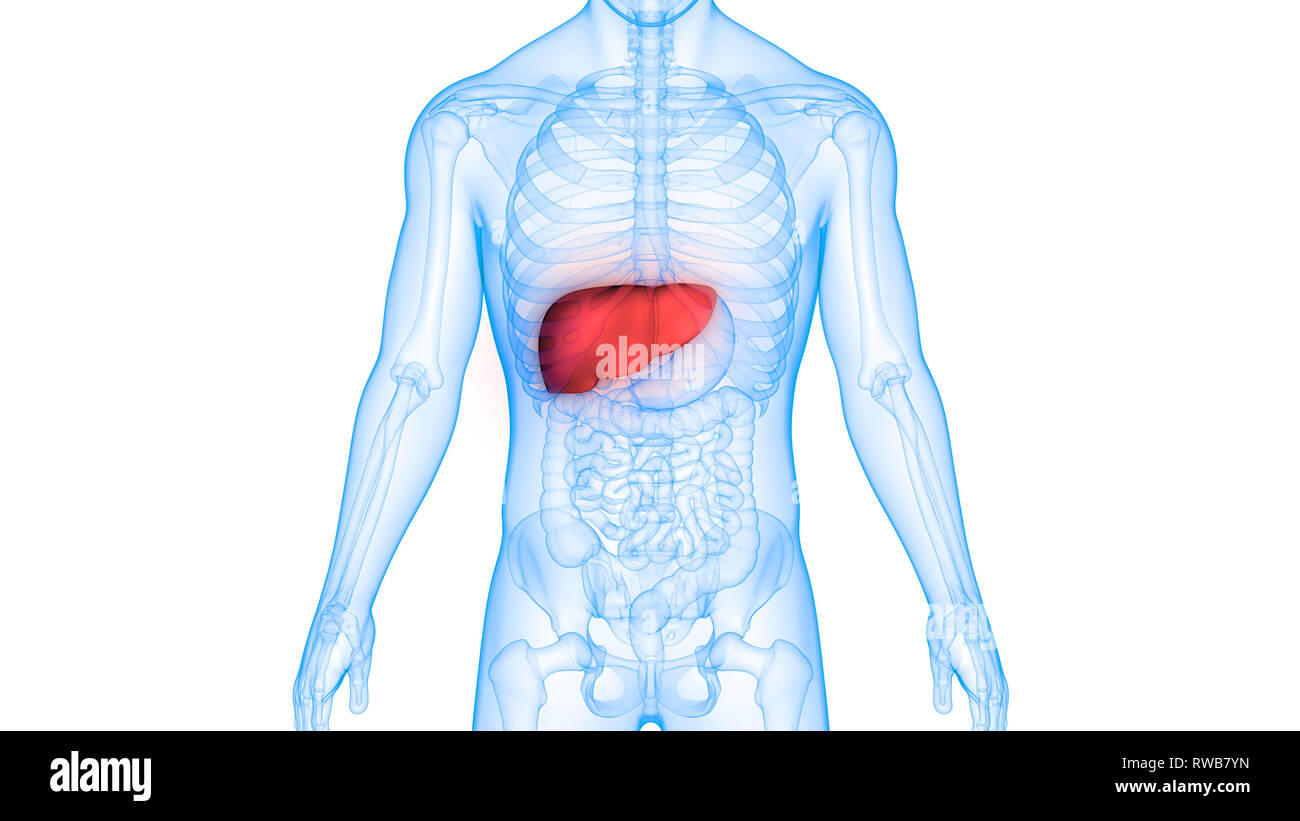 Human Liver Anatomy Stock Photo Biology Diagrams