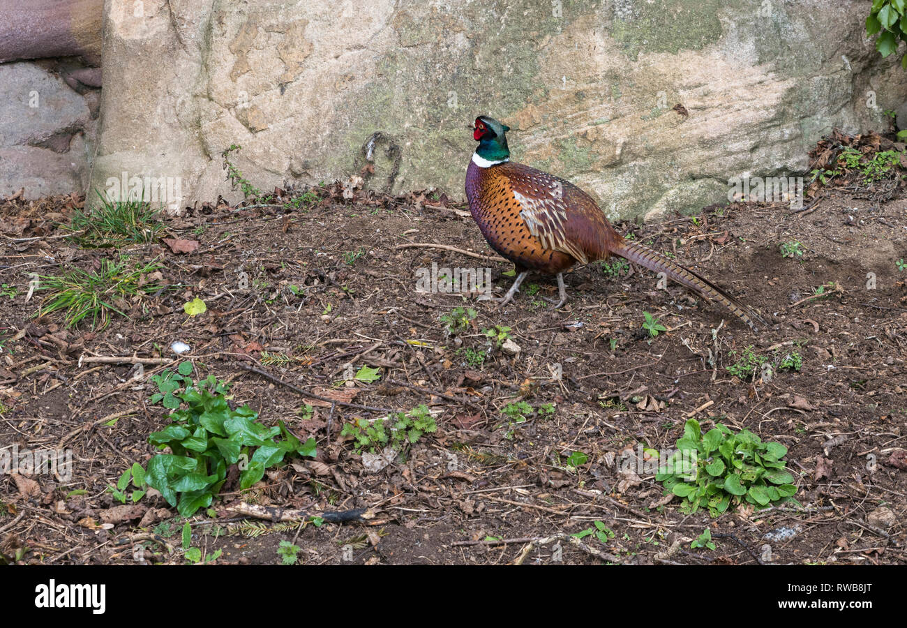Male Pheasant under the rock face Stock Photo