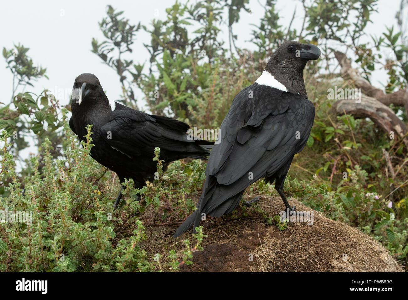 White-necked raven, Corvus albicollis, Mgahinga Gorilla National Park, Uganda Stock Photo