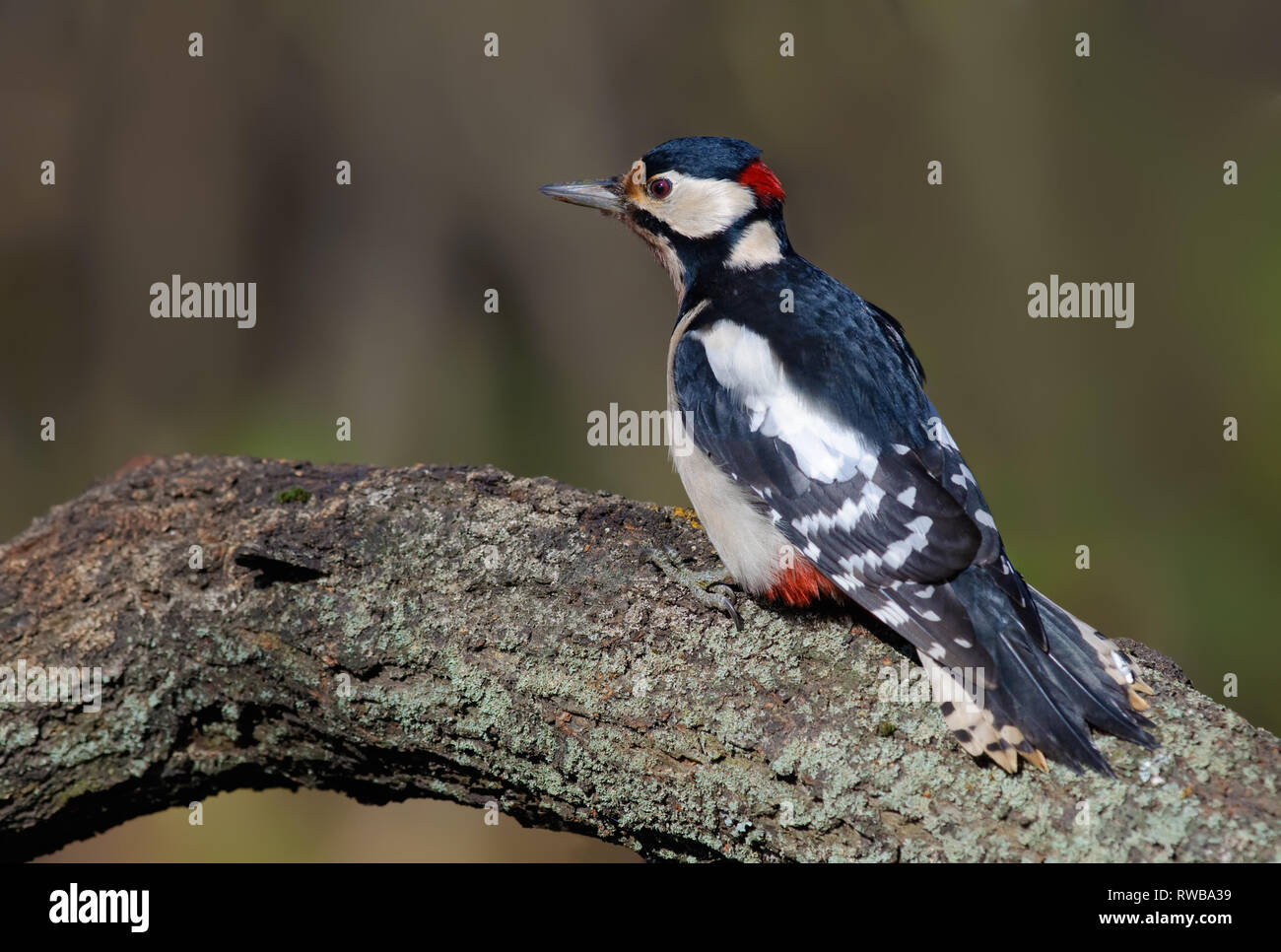 Great spotted woodpecker showing off his glossy back Stock Photo