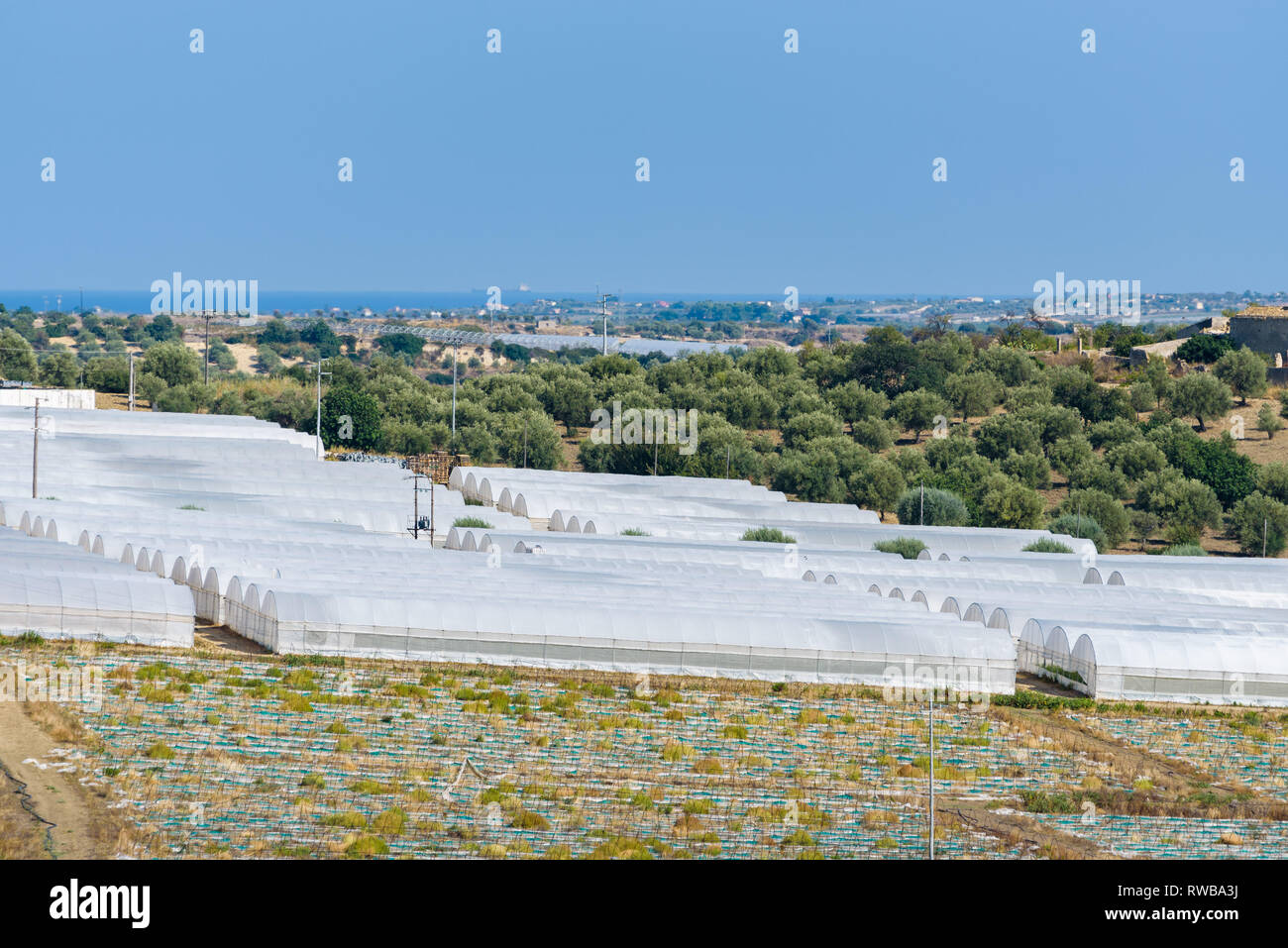 Rows of greenhouses of vegetables, especially Pomodoro di Pachino IGP, delicious cherry tomato from the south east of Sicily, Italy Stock Photo