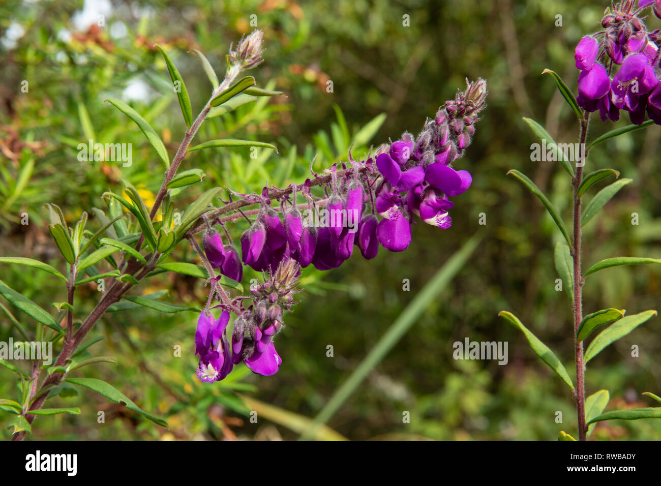 Uganda flower hires stock photography and images Alamy