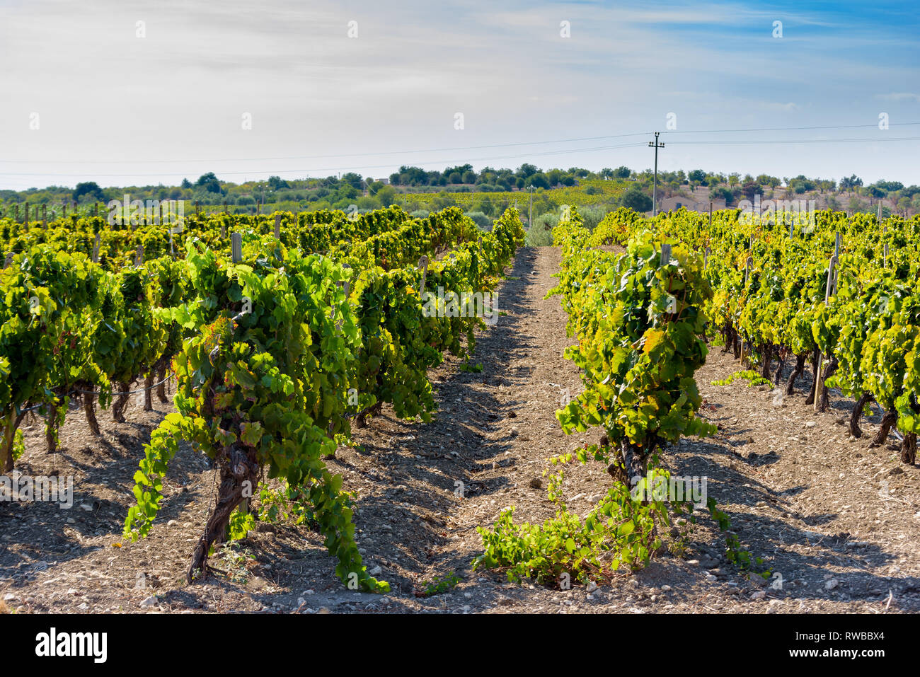 Avola grapes hires stock photography and images Alamy