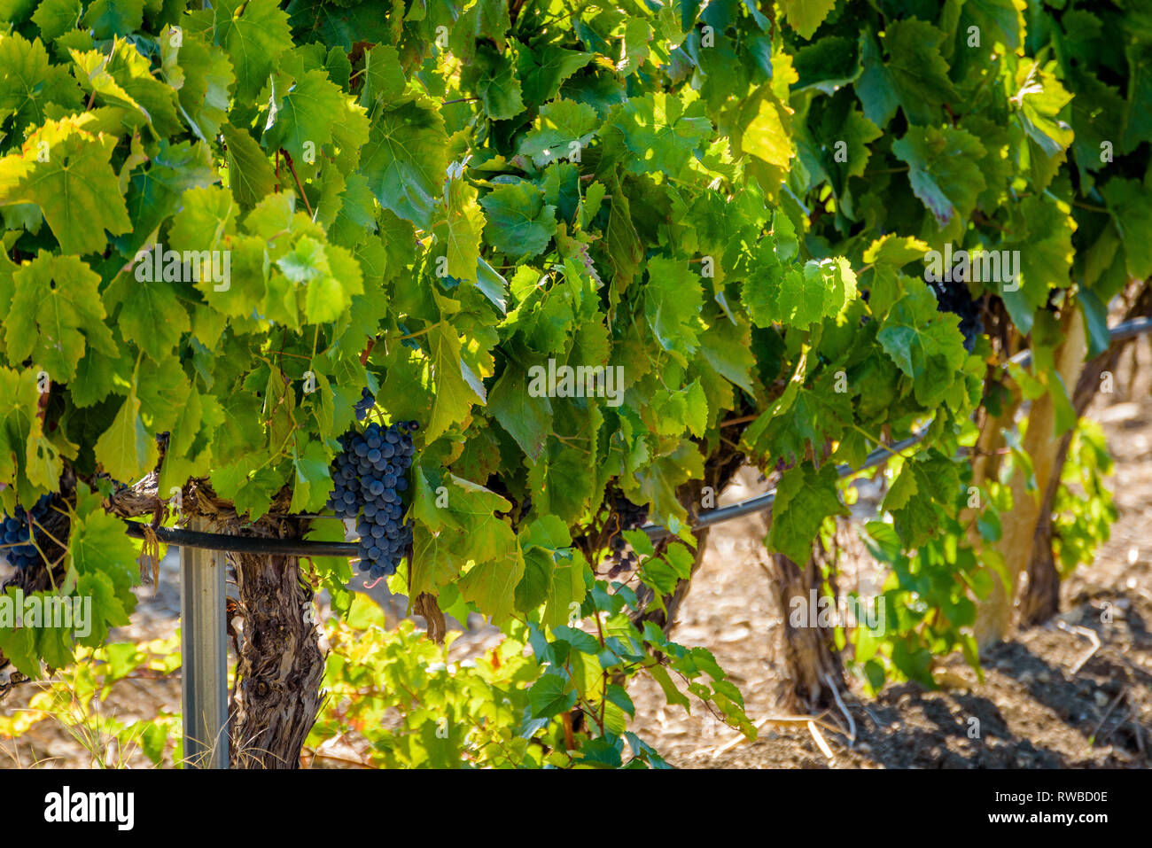 Avola grapes hires stock photography and images Alamy