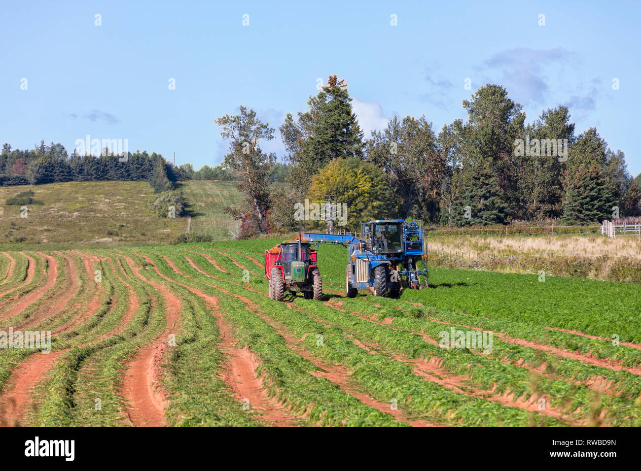 Harvesting carrots, Alexandra, Prince Edward Island, canada Stock Photo