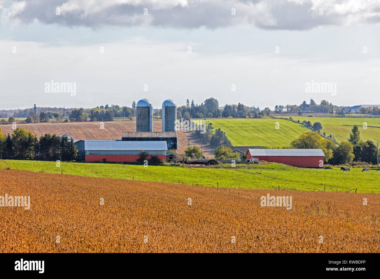 Grainfield and farm, Orwell, Prince Edward Island, Canada Stock Photo