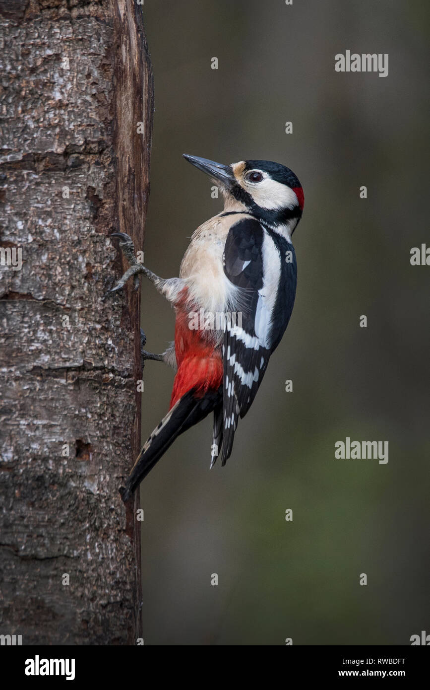 Great Spotted Woodpecker hunting for food Stock Photo