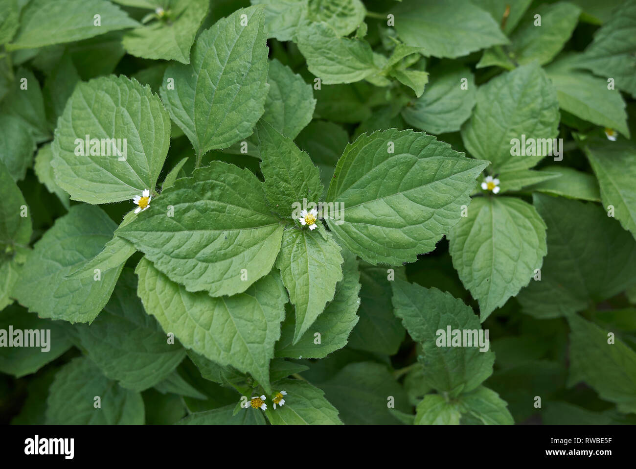 Galinsoga quadriradiata plants close up Stock Photo