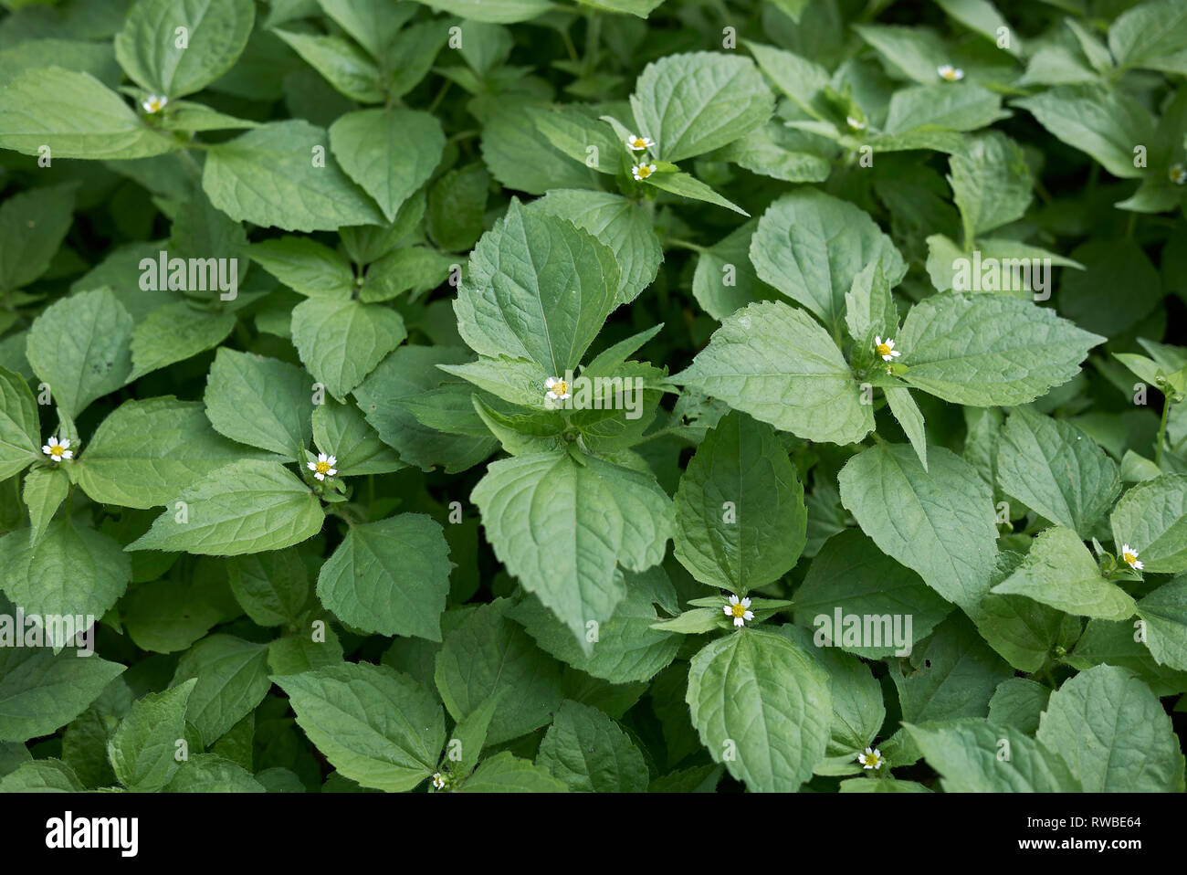 Galinsoga quadriradiata plants close up Stock Photo