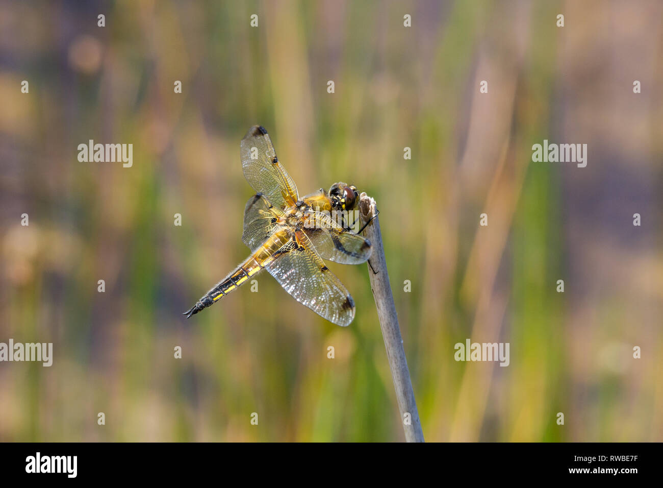 Four spotted chaser dragonfly Stock Photo