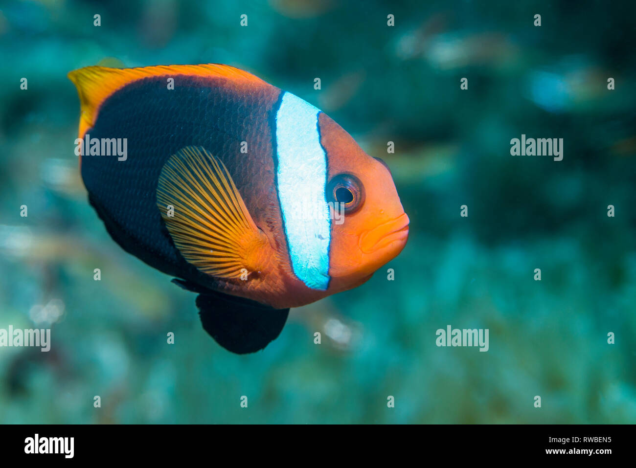 Tomato anemonefish [Amphiprion frenatus].  North Sulawesi, Indonesia. Stock Photo