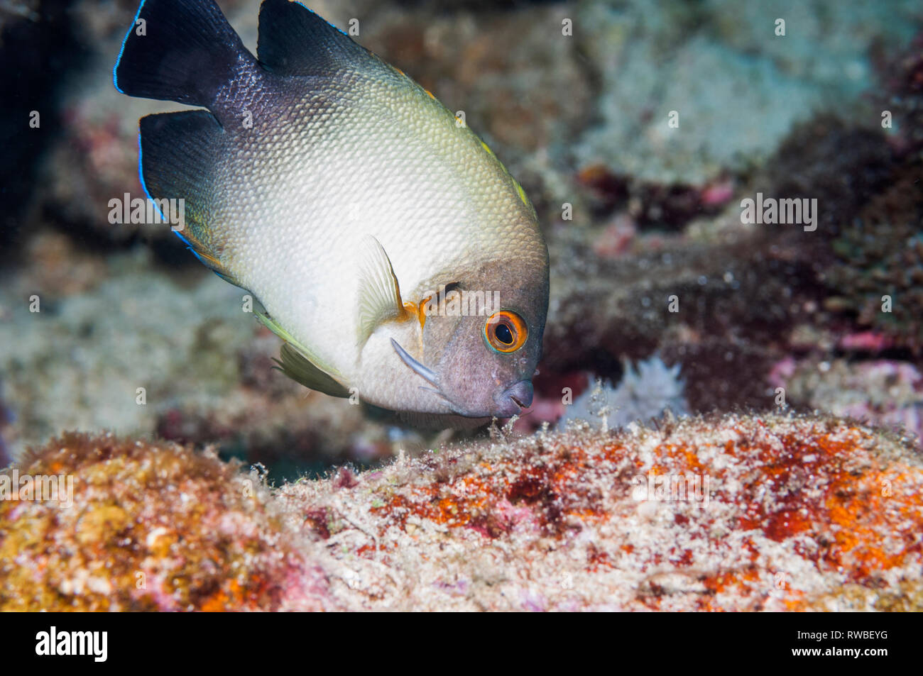 Pearlscale angelfish or Half black angelfish [Centropyge vrolikii].  Puerto Galera, Philippines. Stock Photo