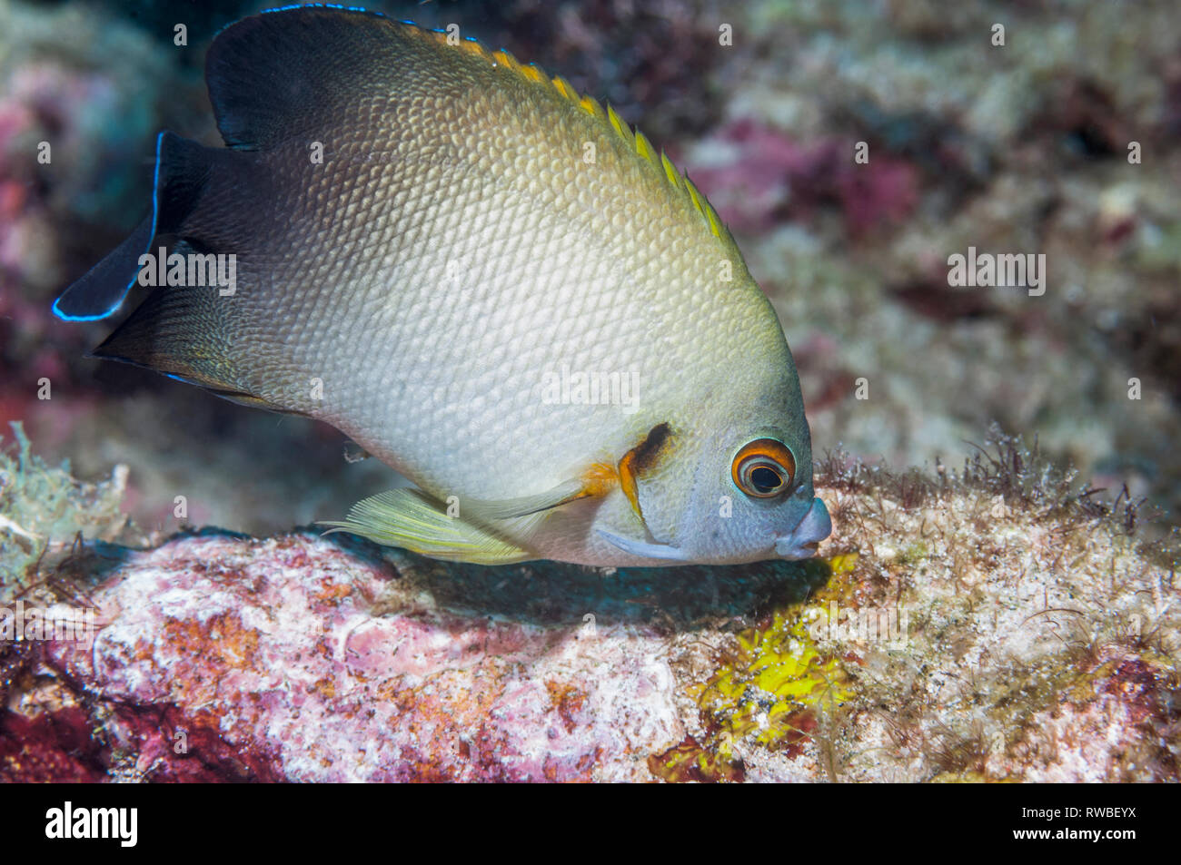 Pearlscale angelfish or Half black angelfish [Centropyge vrolikii].  Puerto Galera, Philippines. Stock Photo