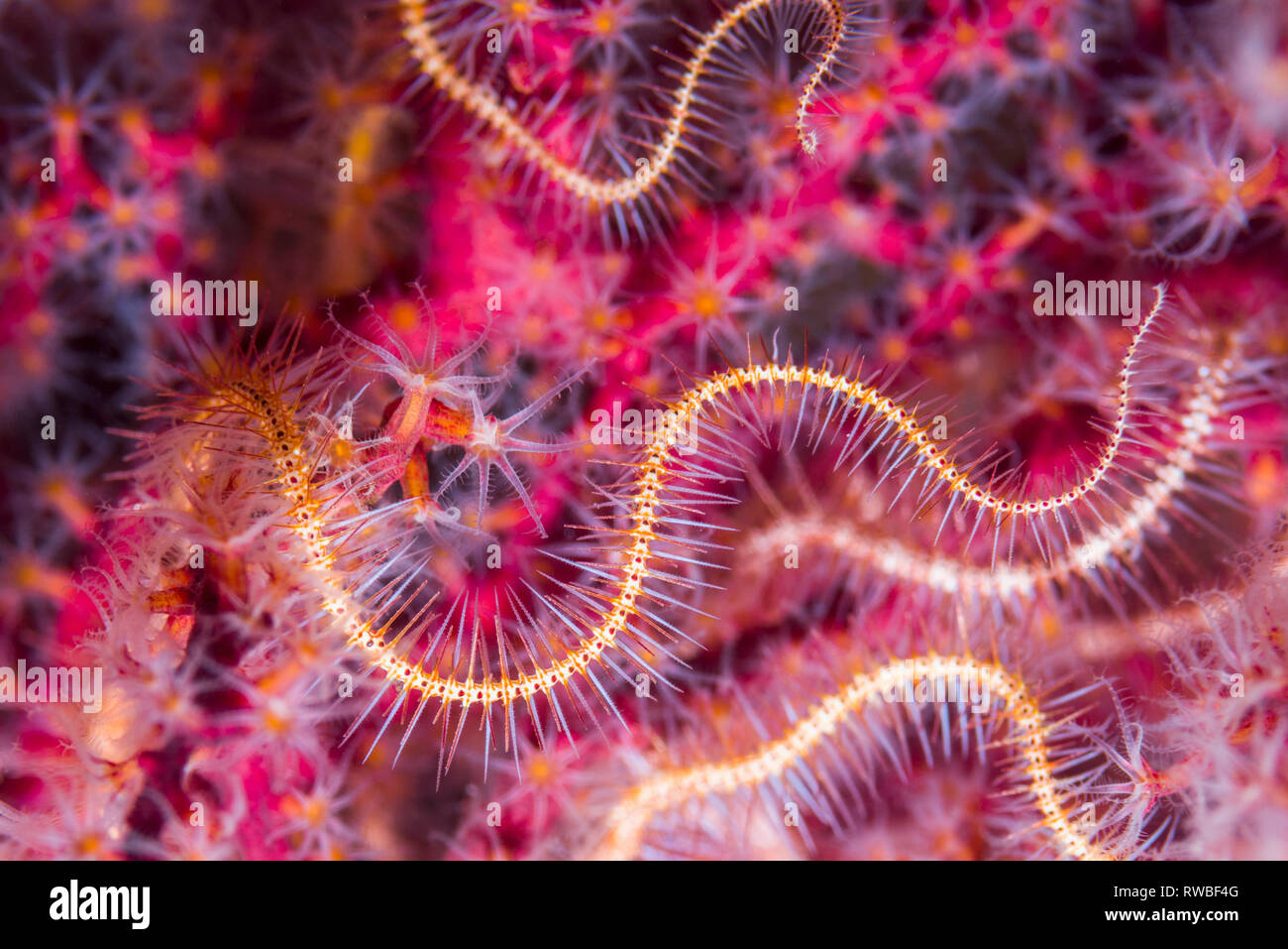 Dark redspined brittle star [Ophiothrix purpurea]. North Sulawesi, Indonesia Stock Photo Alamy