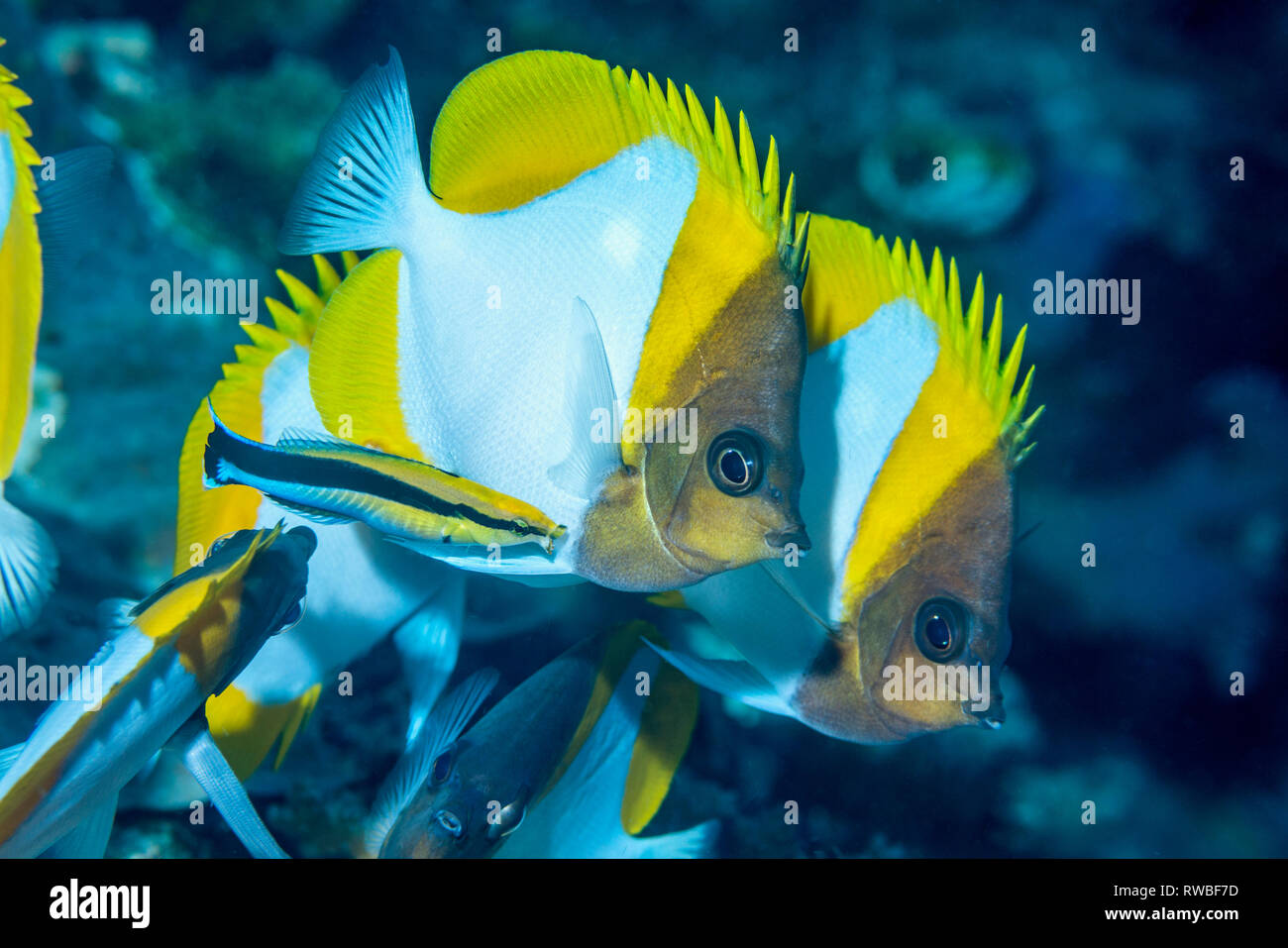 Pyramid butterflyfish [Hemitaurichthys polylepis} with a cleaner wrasse.  North Sulawesi, Indonesia. Stock Photo