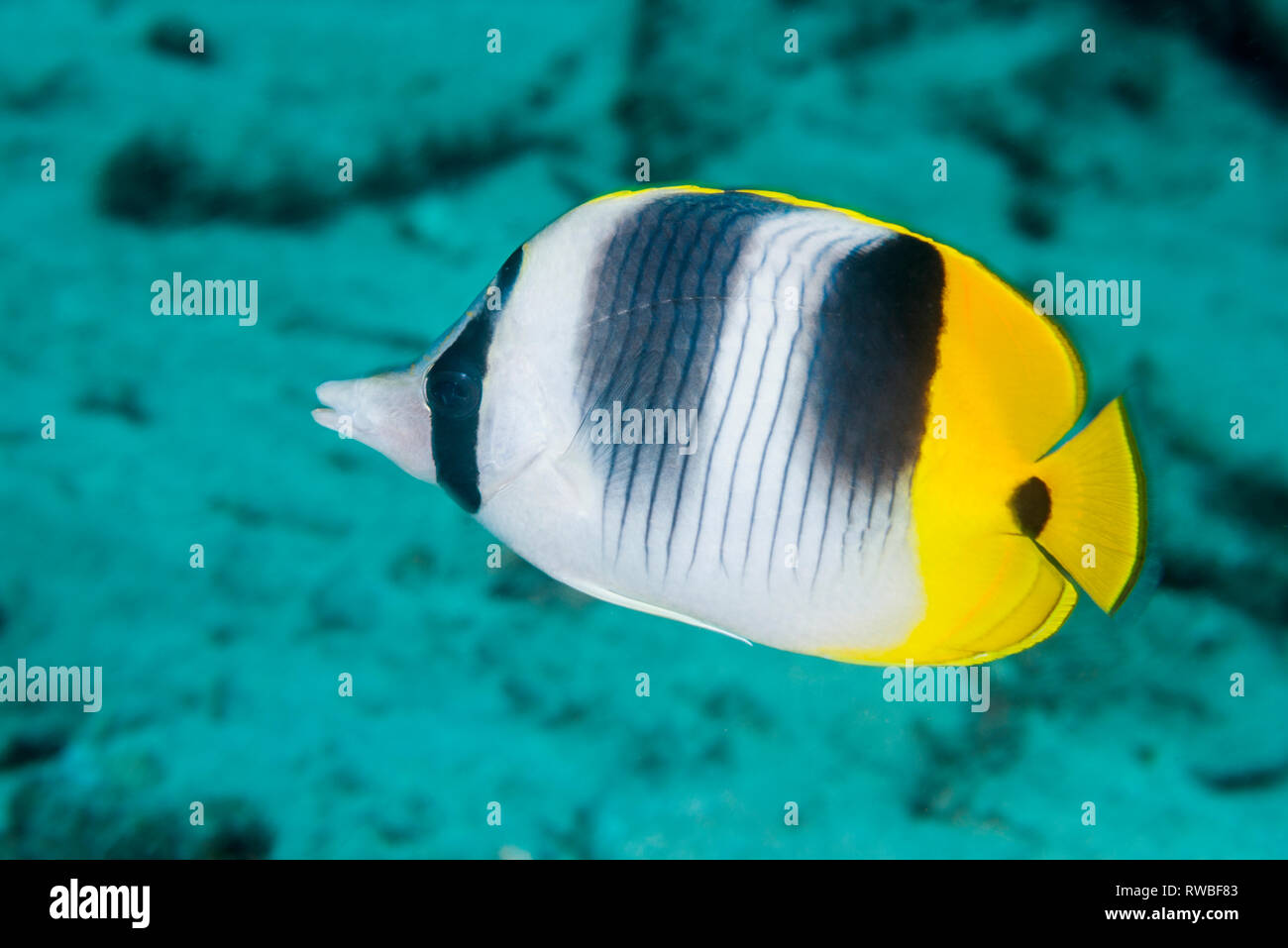 Pacific double-saddle butterflyfish or False Furcula butterflyfish [Chaetodon ulietensis].  North Sulawesi, Indonesia.  Central Indo-Pacific. Stock Photo