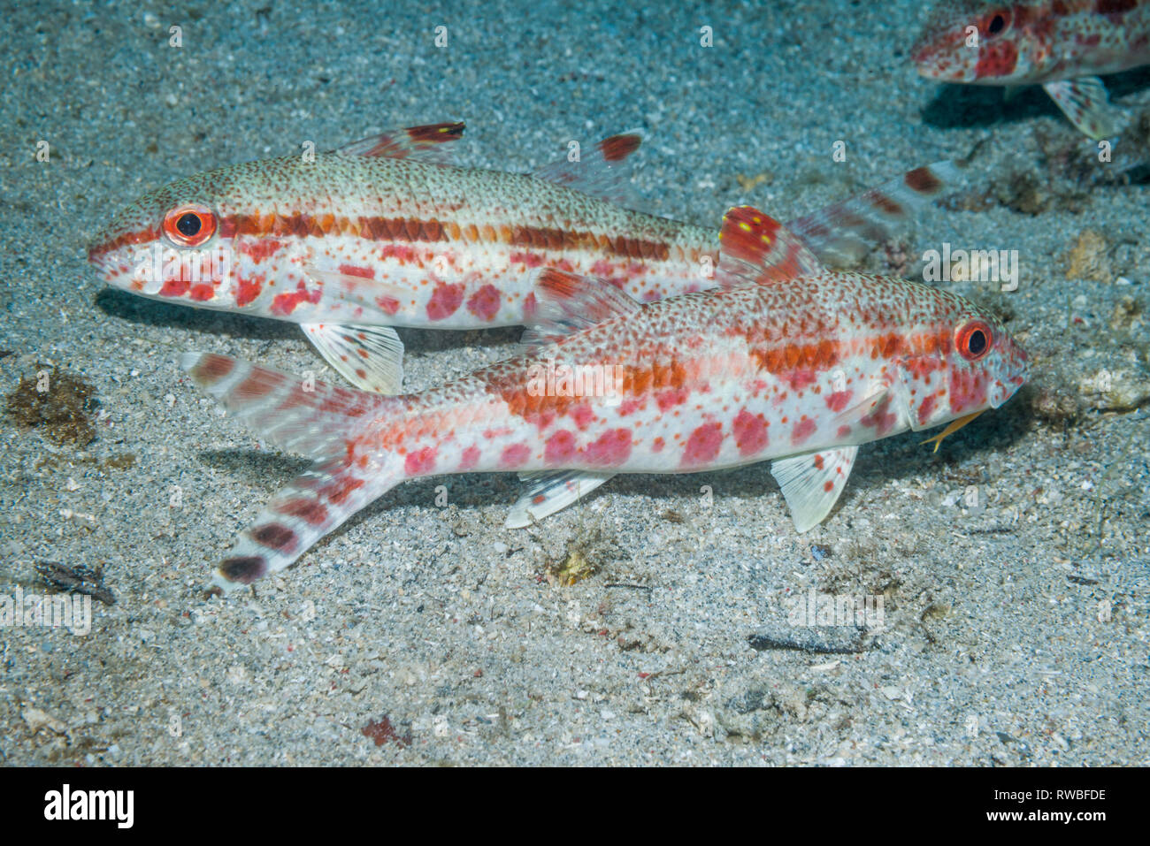 Freckled goatfish [Upeneus tragula].  North Sulawesi, Indonesia. Stock Photo