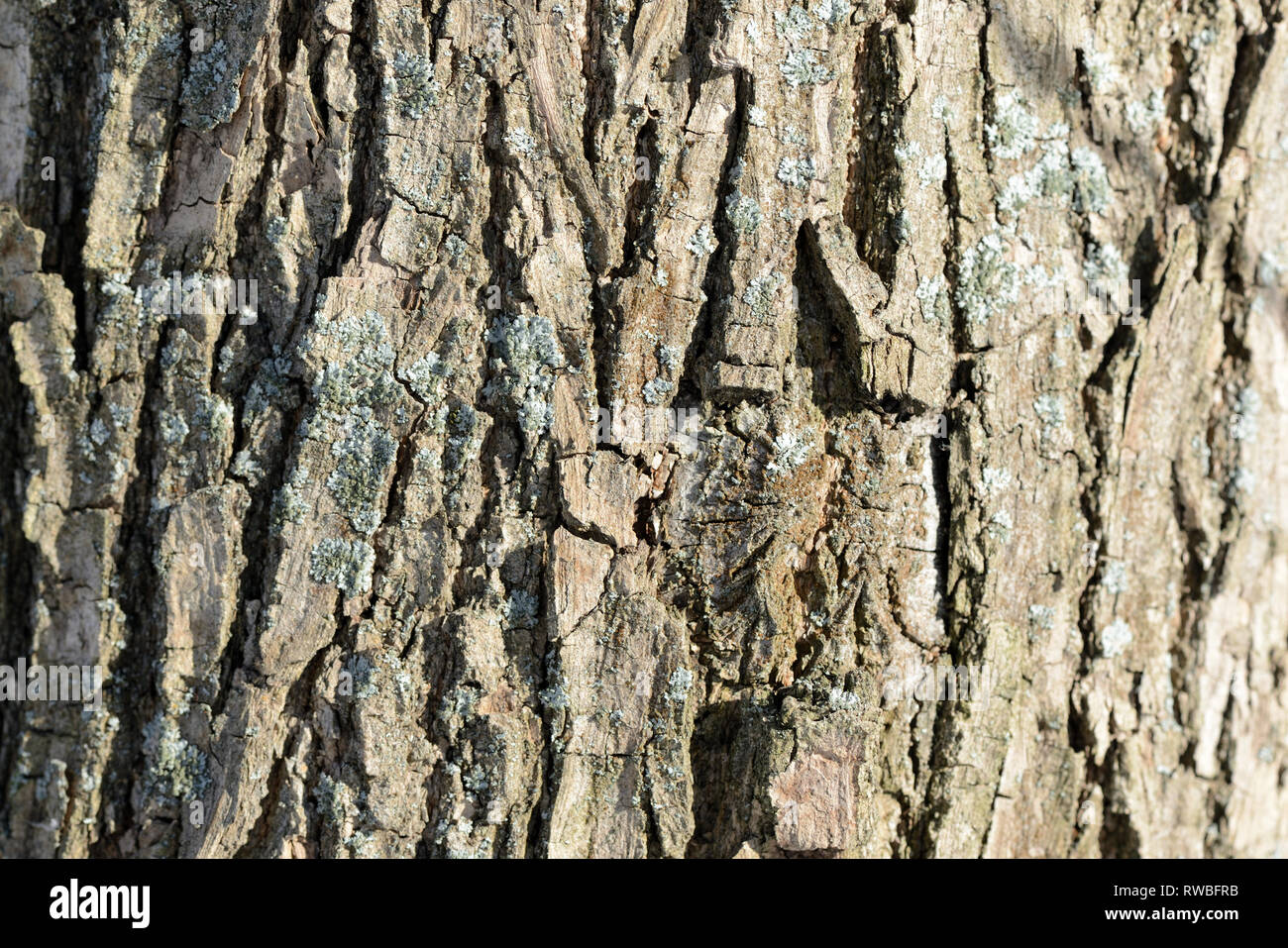 Tree bark illuminated by the sun texture background close up Stock ...